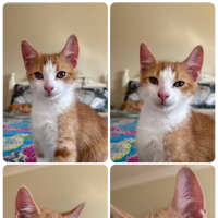 Photo of Paddy 
