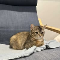 Photo of Shelby