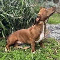 Photo of Cinnamon Swirl 