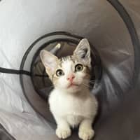 Photo of Muffinhead