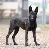 Photo of Prada (Fry)