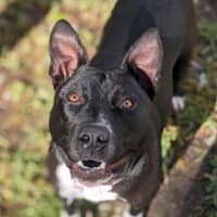 Photo of Vanellope Von Treats