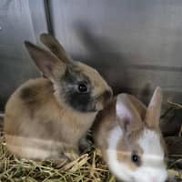 Photo of Choc Ripple (Bonded With Tiny Teddy)