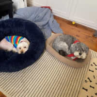 Photo of Tinkerbell Kumara