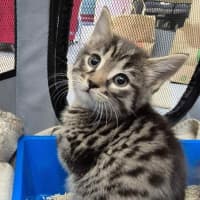 Photo of Yappa ** 2nd Chance Cat Rescue**