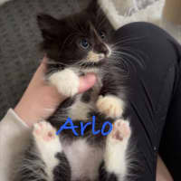 Photo of Arlo & Stella