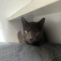 Photo of Milo
