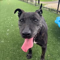 Photo of Dolly Imp 2044