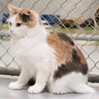 Photo of Ruth Russelton