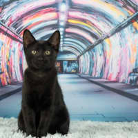 Photo of The Riddler