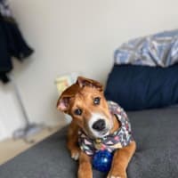 Photo of Bandit