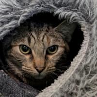 Photo of Spockess (Now Toothless)