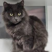 Photo of Smokey