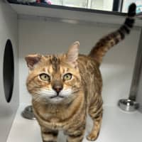 Photo of Neil Catrick Harris