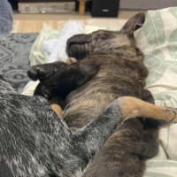 Photo of Potato   9 Week Old Shar Pei X Staffy 