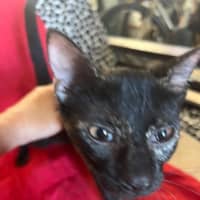 Photo of Mocha