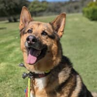 Photo of Archer