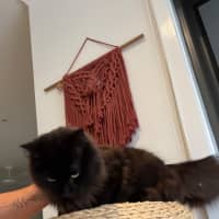 Photo of Stitch Meet Me@Petstock Hastings Store