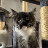 Photo of Indigo