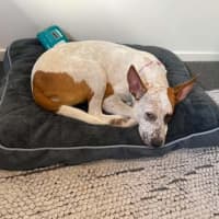 Photo of Poppy