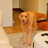 Photo of Ziggy