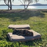 Photo of Tilly   8 Month Old Kelpie X