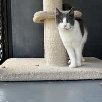 Photo of Dimple