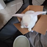 Photo of Usagi