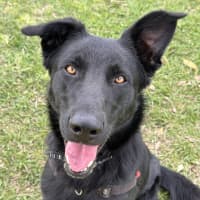 Photo of Akela