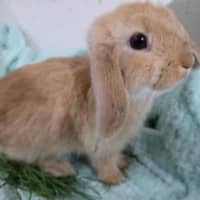 Photo of Ginger Fluff