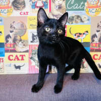 Photo of Eclipse   Located In Preston