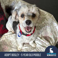 Photo of Bosley   5 Year Old Poodle