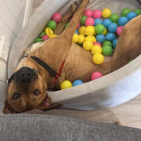 Photo of Bronco