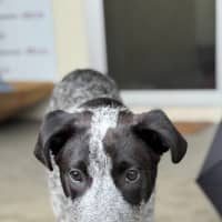 Photo of D1216 Panda