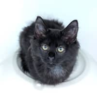 Photo of Binx
