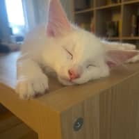 Photo of Sora