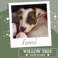 Photo of Fennel