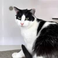 Photo of Malt Rsta012317 & Baffo Suk013887