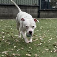 Photo of Little Wilson