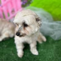 Photo of Bianca / Stella