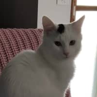 Photo of Cotton