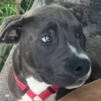 Photo of Princess 🐶