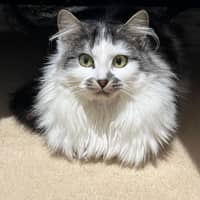 Photo of Bindi