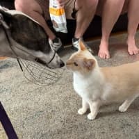 Photo of Dixie, The Greyhound