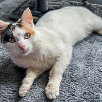 Photo of Bella