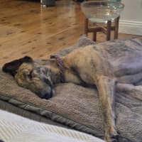 Photo of Jake, The Greyhound