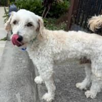 Photo of Sydney & Rocco   10 & 8 Year Old Moodle