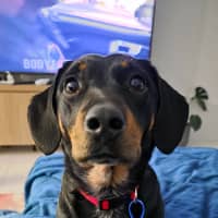 Photo of Kip   2 Year Old Cattle Dog X Dachshund