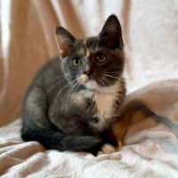 Photo of Cookie   In Foster Care In Bentleigh East