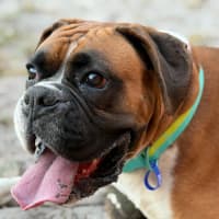 Photo of Moose   2.5 Year Old Boxer